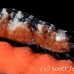 shrimp_coral_wire_res_kb_h_0272_png0943_crop.jpg